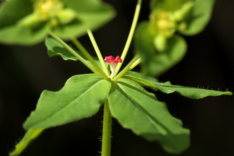 Euphorbia dulcis